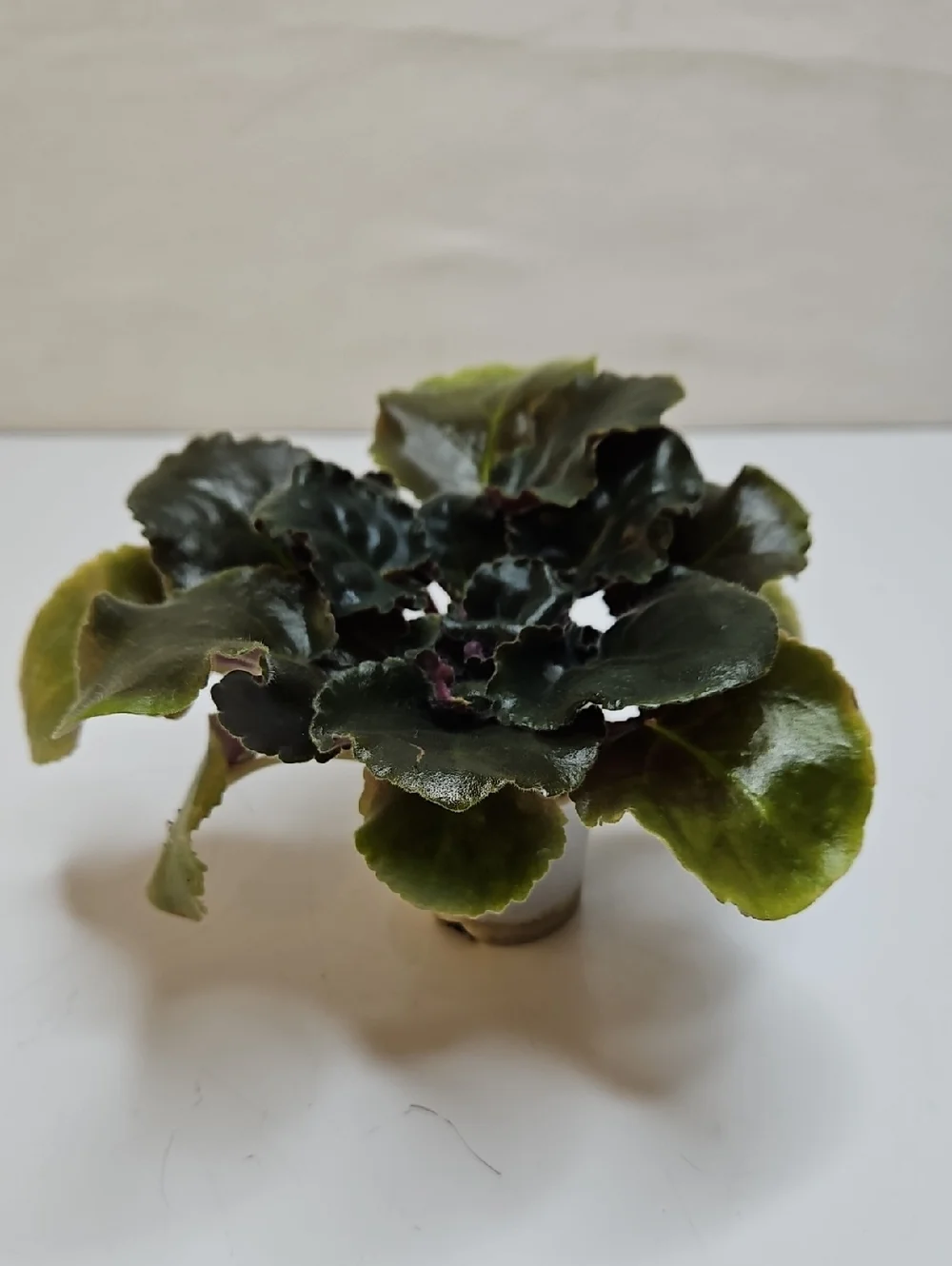 AB AUTUMN FOREST Standard African Violet